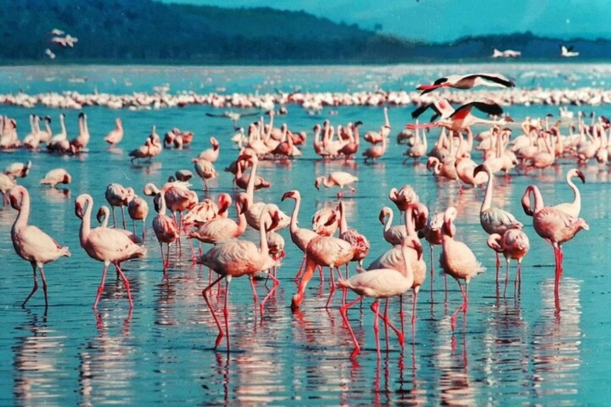 Hópur af bleikum flamingóum stendur í vatninu