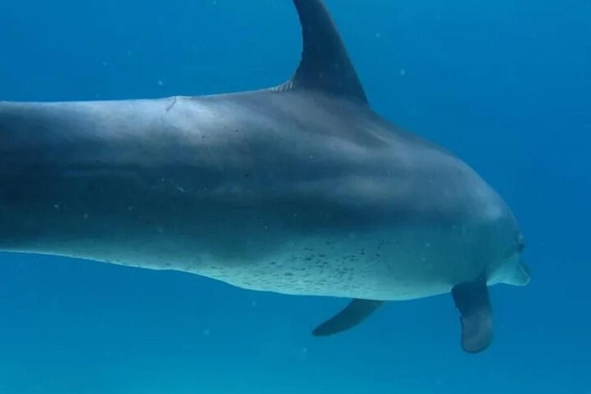 uno squalo balena che nuota nell'acqua