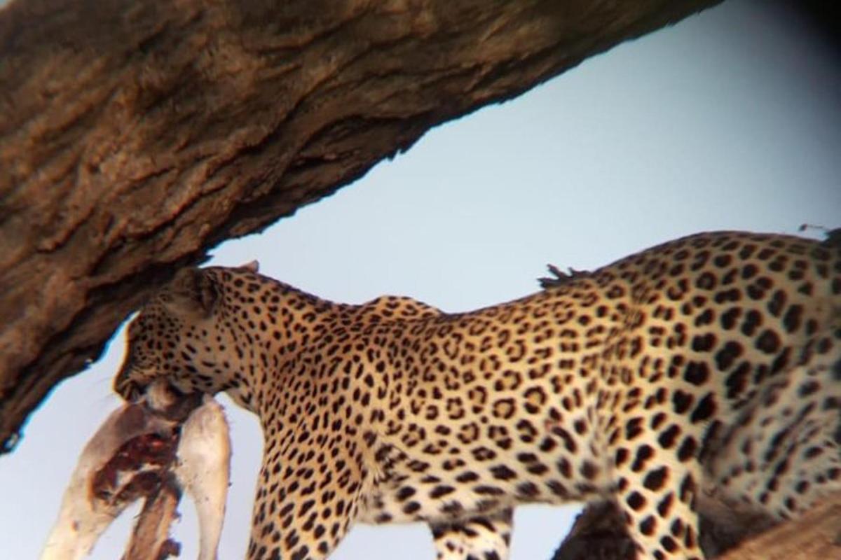 un ghepardo che mangia un animale morto su un albero