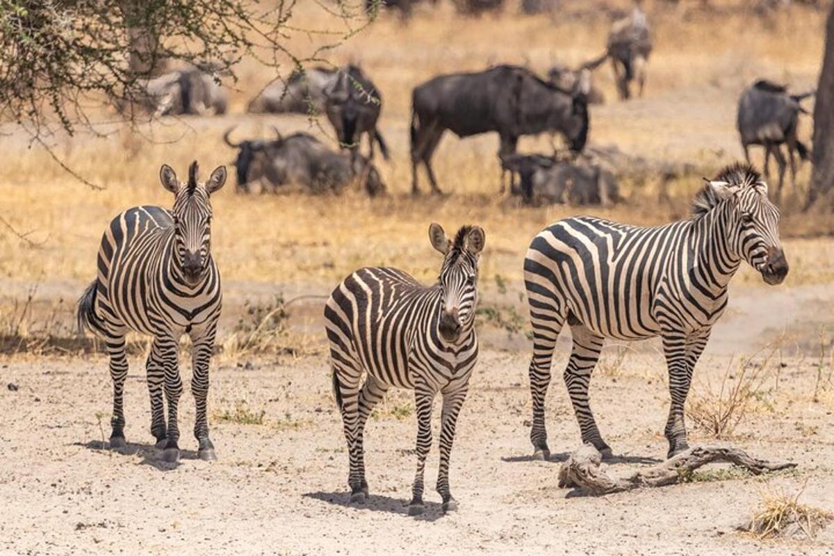 three zebras standing in a field with a herd of animals