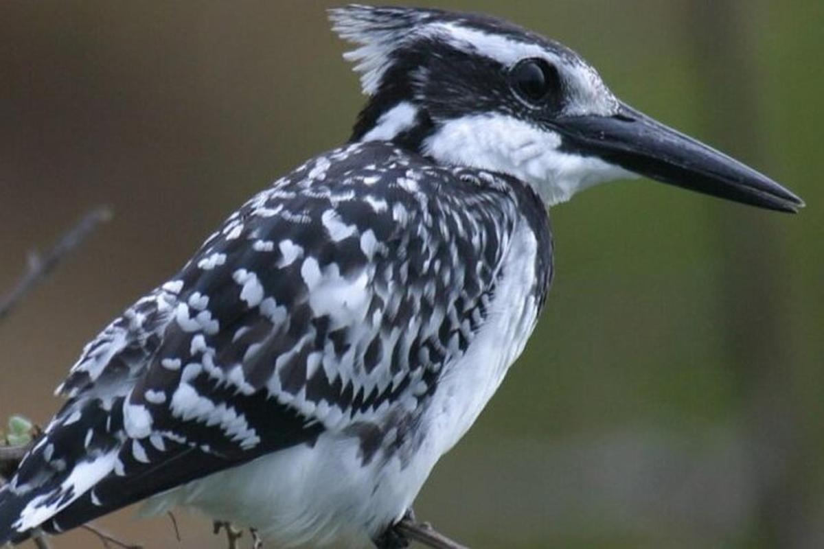 Un pájaro blanco y negro posado en la rama de un árbol.