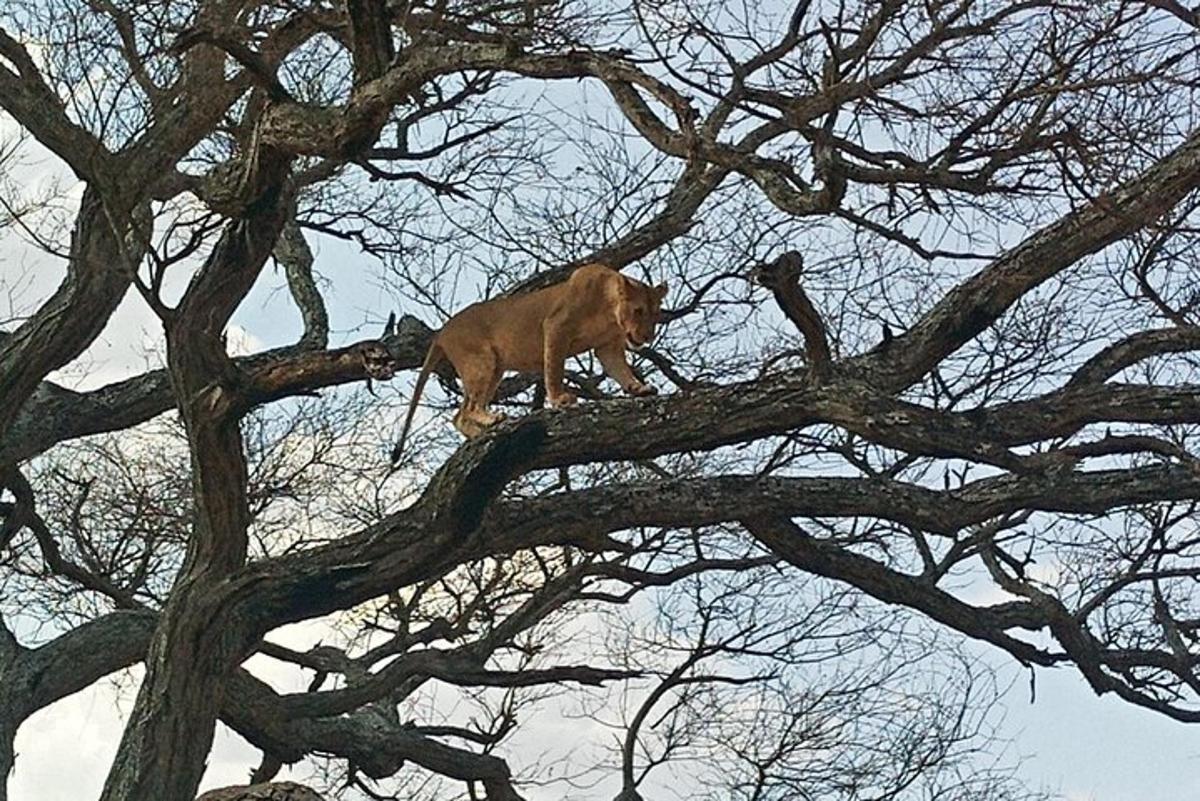 a dog standing on top of a tree branch