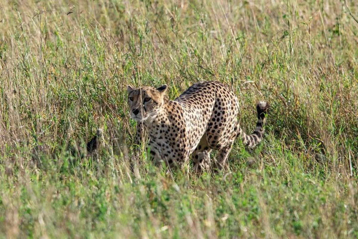 a cheetah walking through a field of tall grass