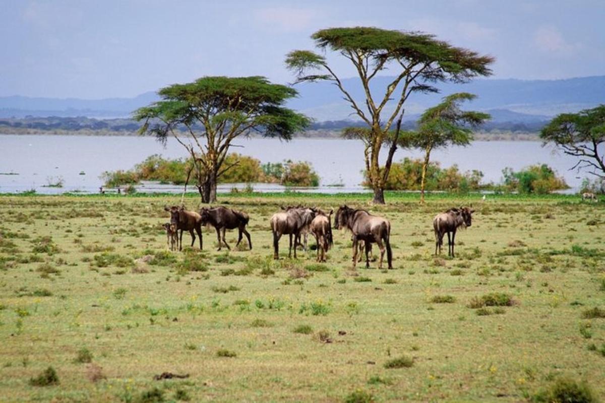 a herd of wild animals standing in a field