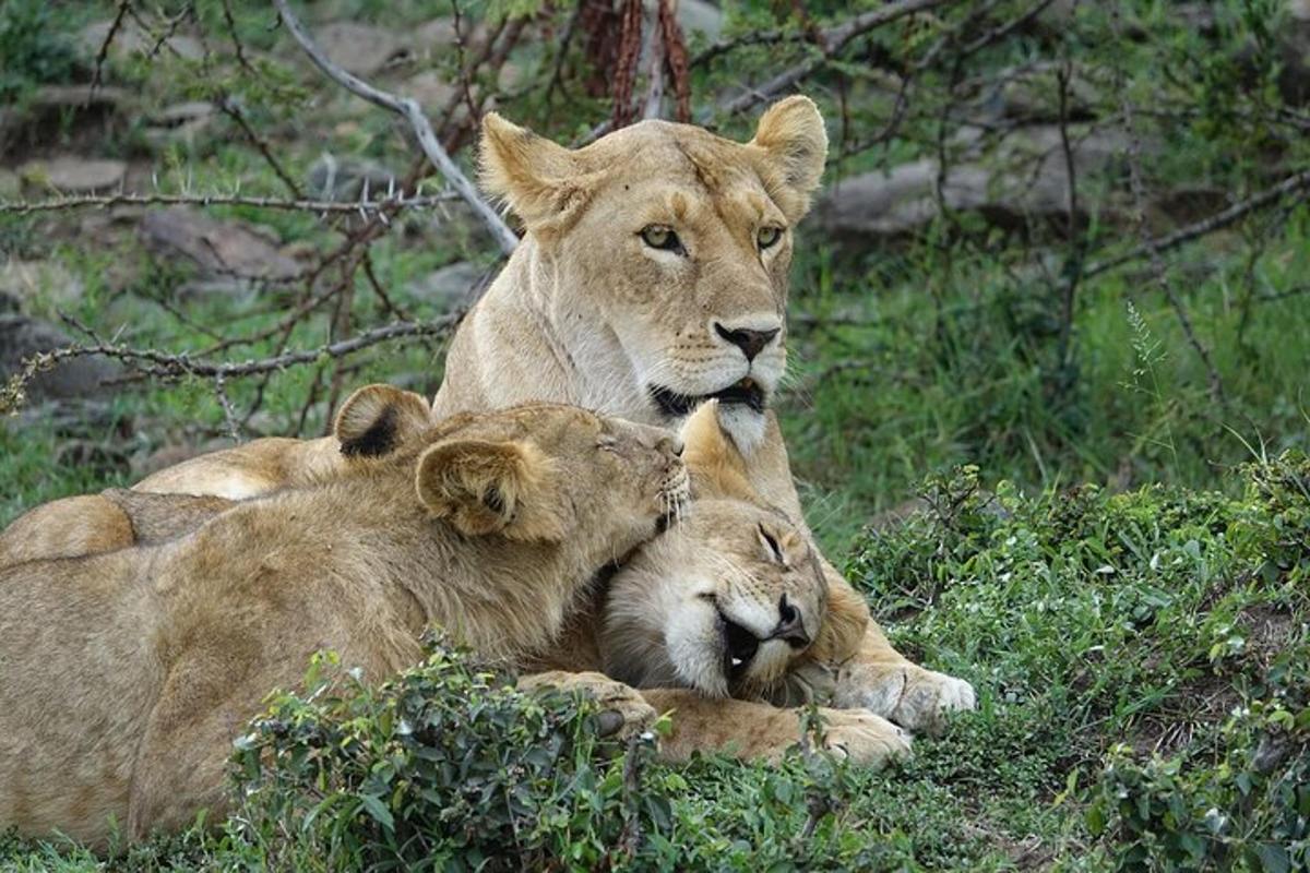 um casal de leões deitados na grama
