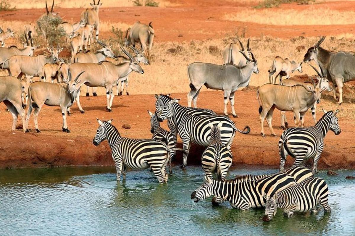 a herd of zebras and antelopes standing in the water