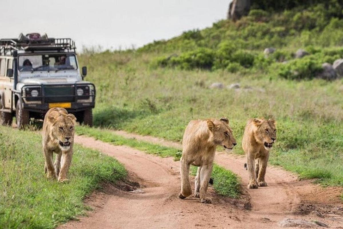 a couple of lions walking down a dirt road