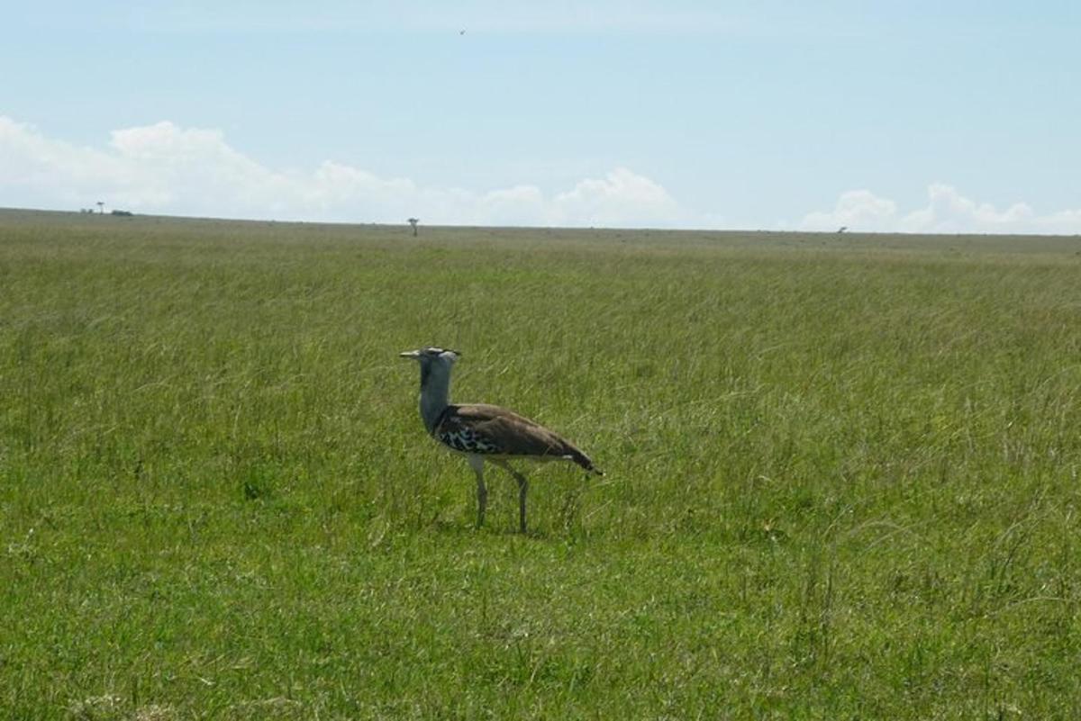 un pájaro parado en un campo de hierba