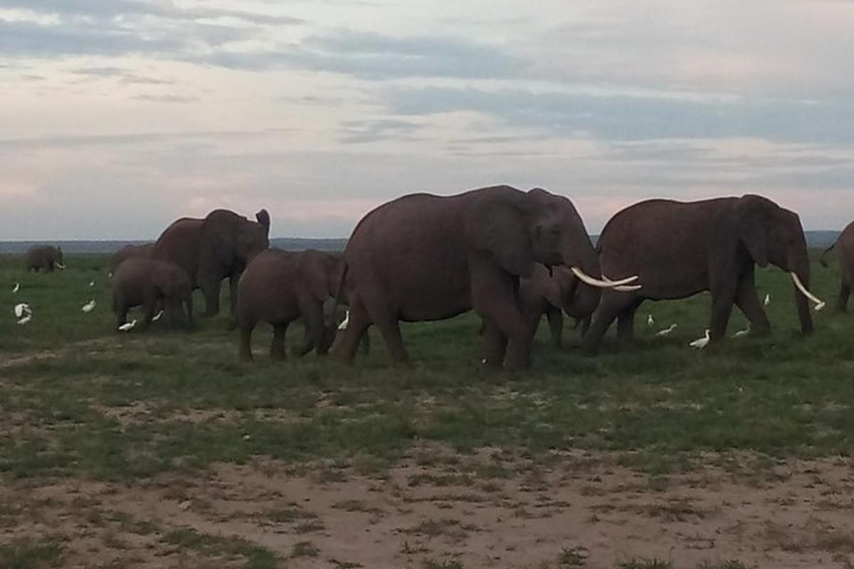 una mandria di elefanti che camminano in un campo