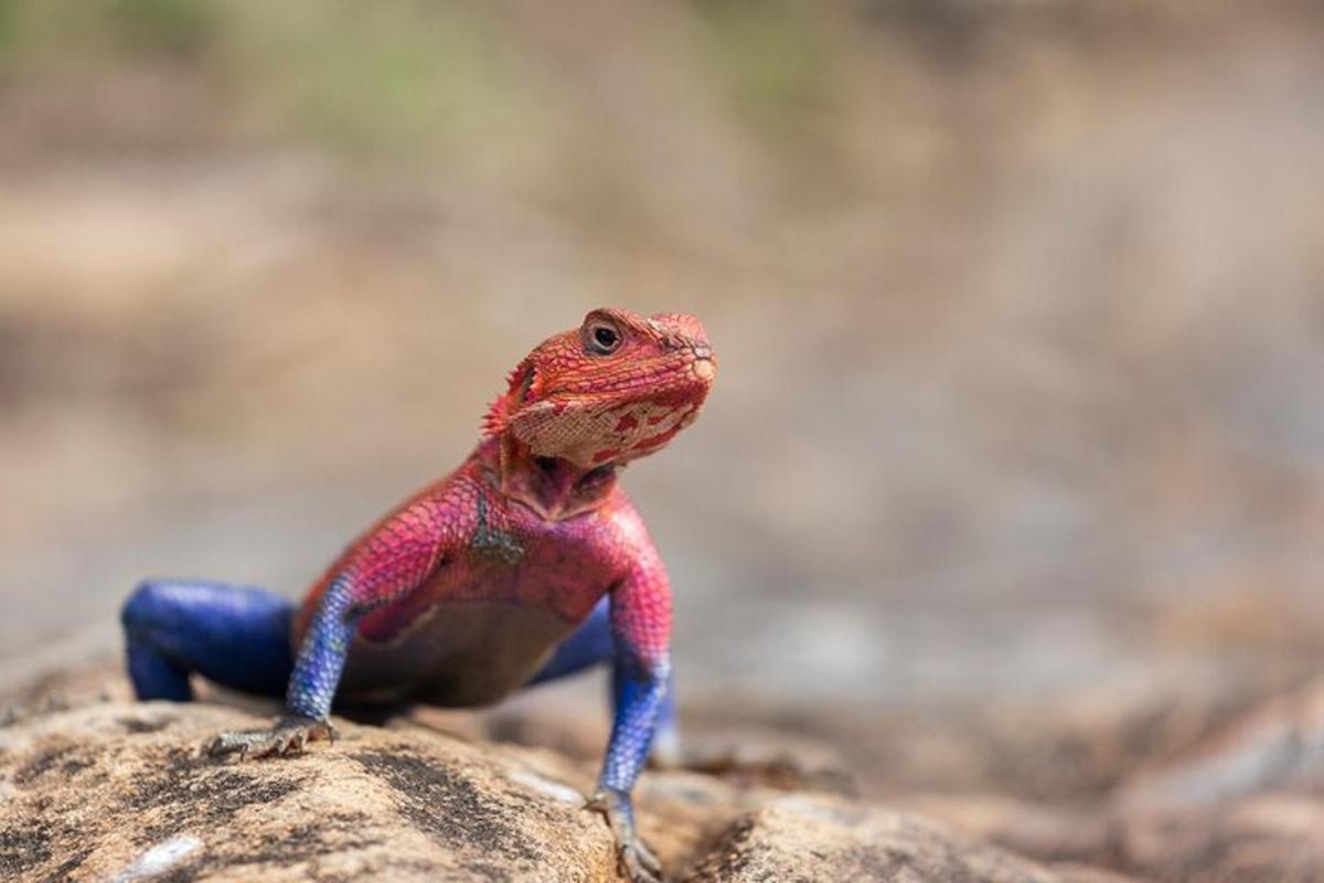 um lagarto vermelho e azul sentado em uma rocha
