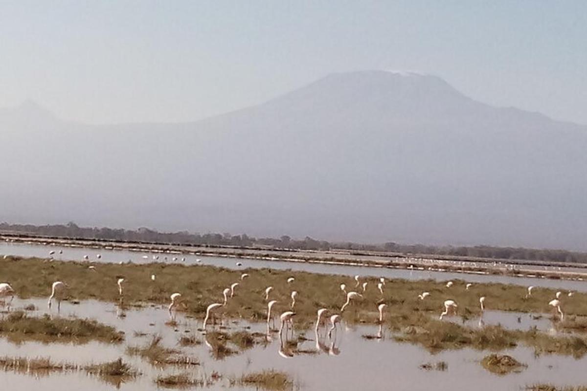um grupo de flamingos em um corpo d'água