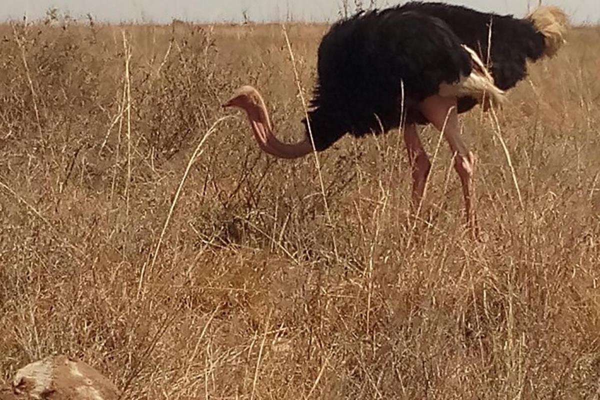 um avestruz caminhando por um campo de grama alta