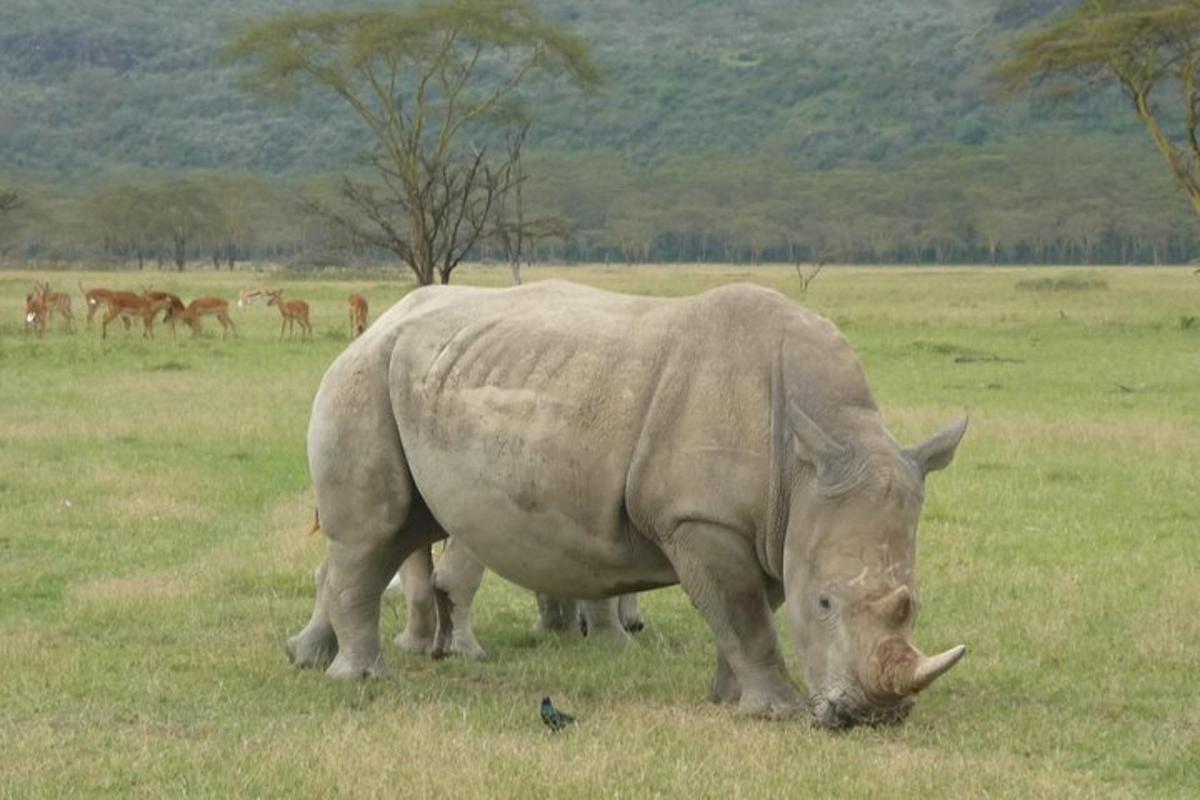 野原で草を食むサイと、その背景にいる他の動物たち