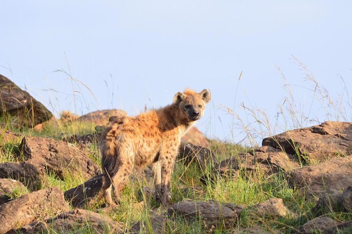 hyena stojaca na kope skál