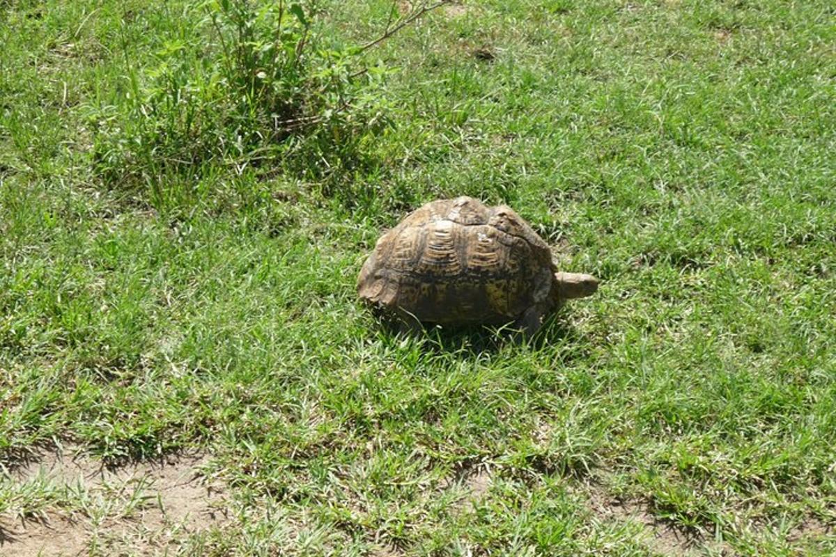 una tartaruga nell'erba in un campo
