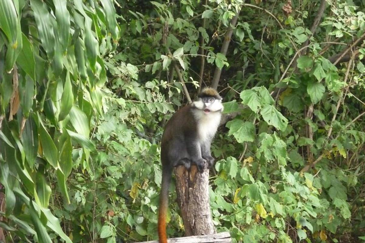 un gat blanc i negre assegut en una branca d'arbre