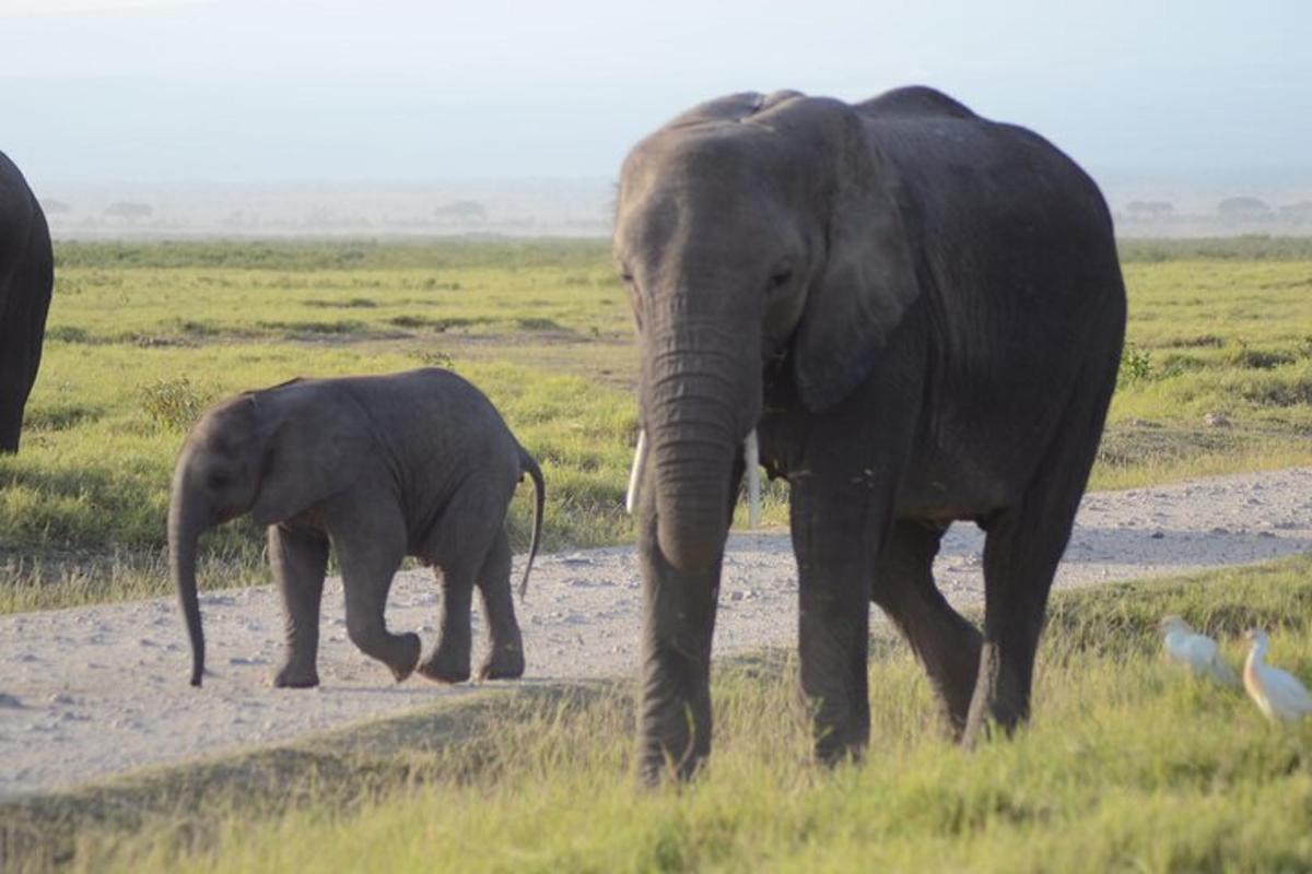 a baby elephant and an adult elephant walking down a dirt road