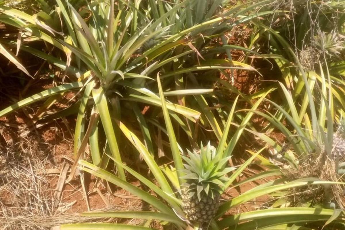 tanaman nanas di ladang tanaman