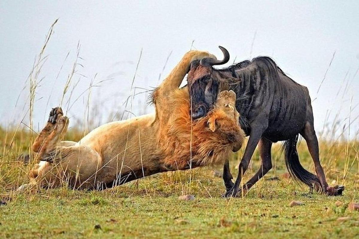 dos animals jugant entre ells en un camp