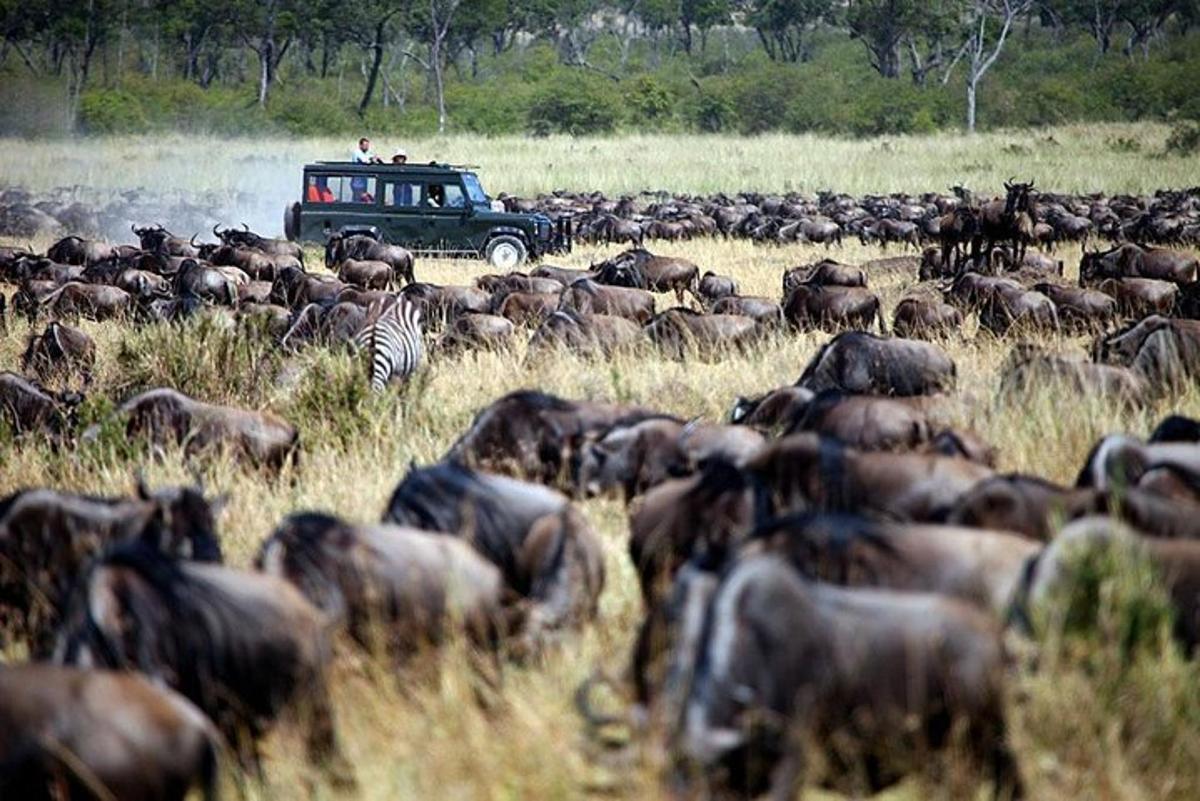 um rebanho de animais em um campo com um jipe