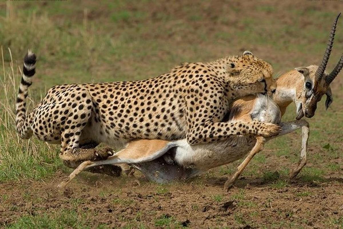 un guepard jugant amb una gasela en un camp