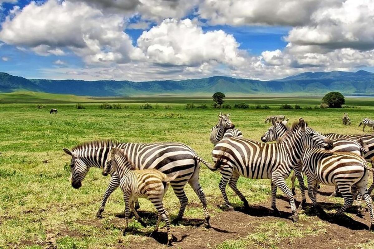 uma manada de zebras caminhando em um campo