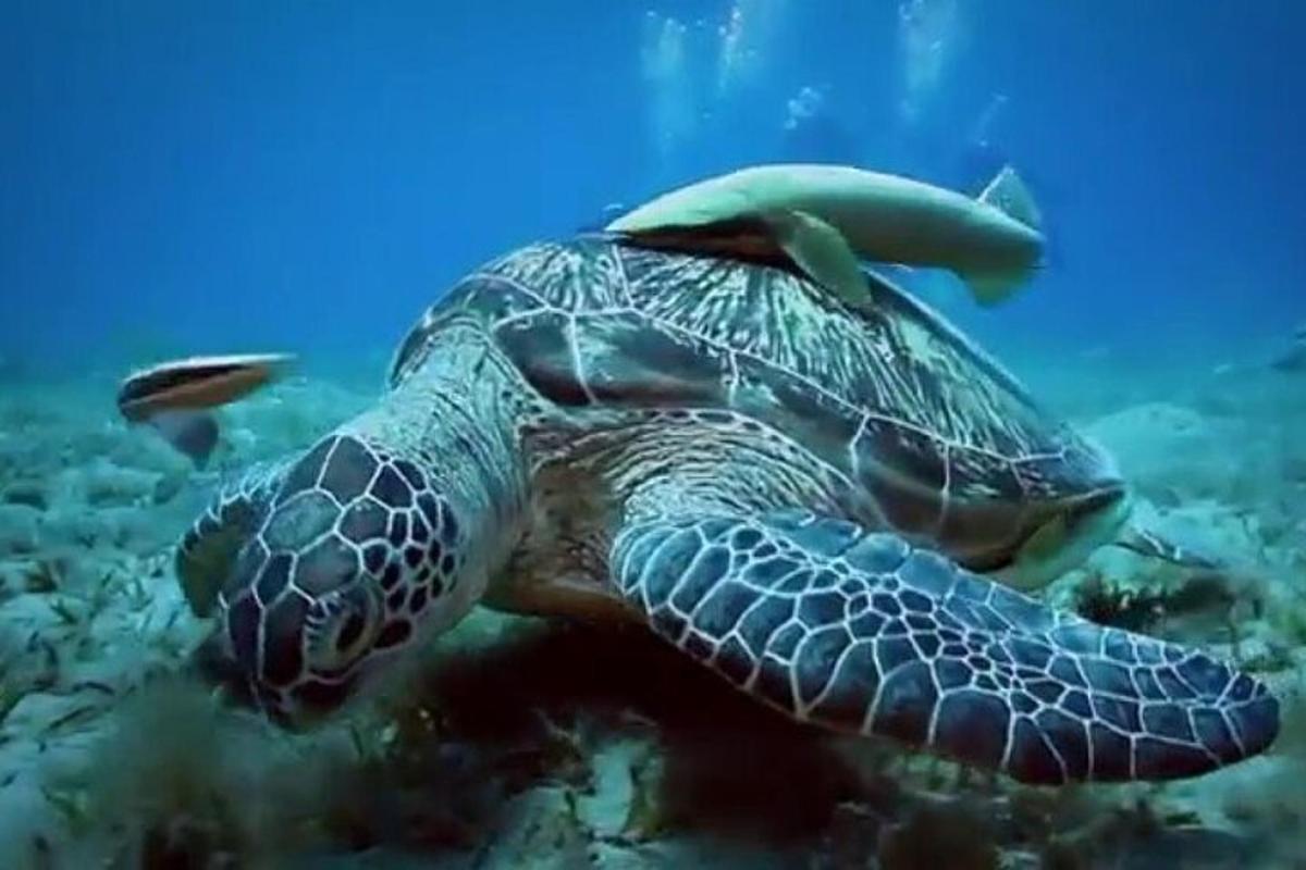 una tortuga verda nedant a l'oceà