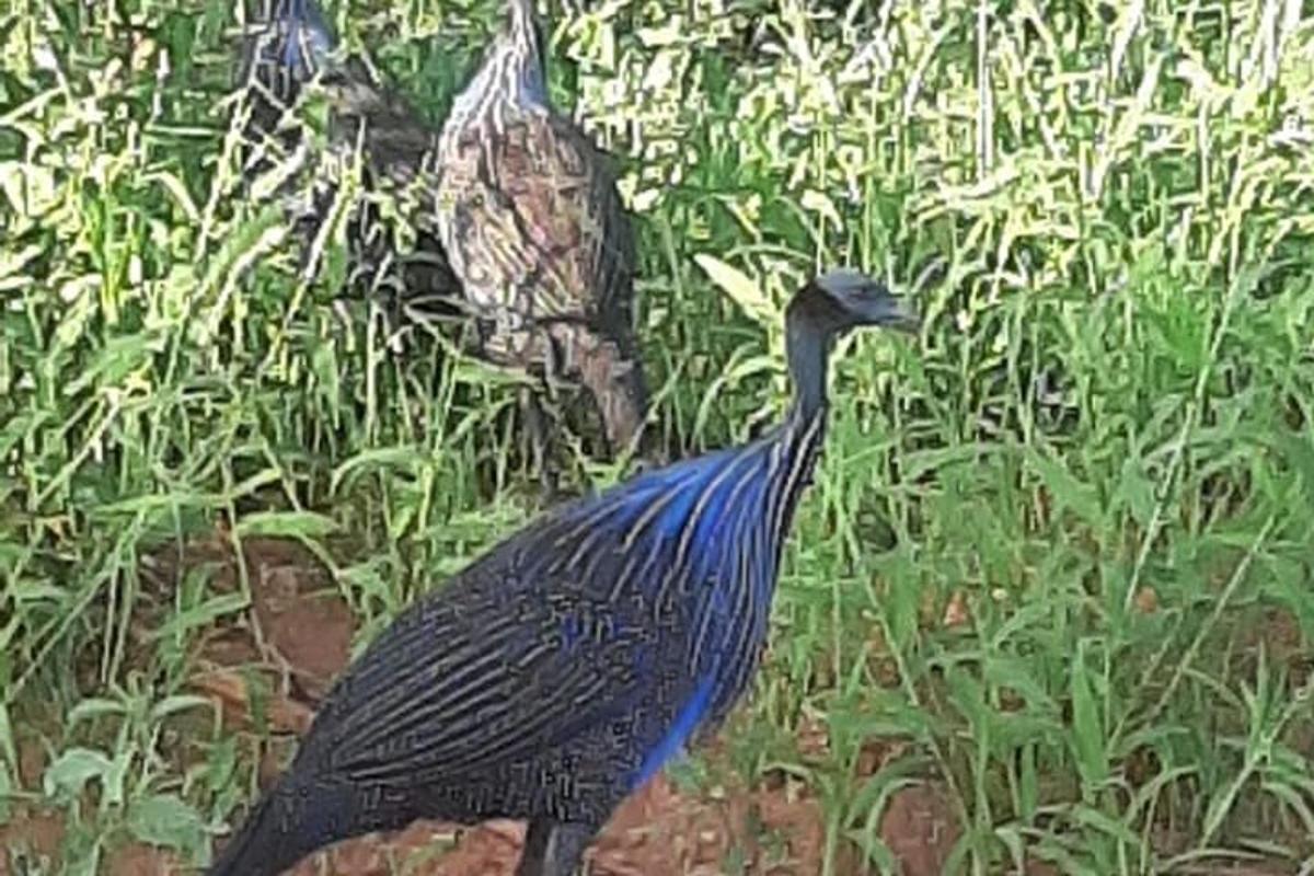 lukisan burung merak berdiri di rerumputan