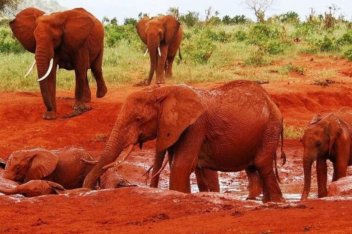Una manada de elefantes de pie en un campo de tierra