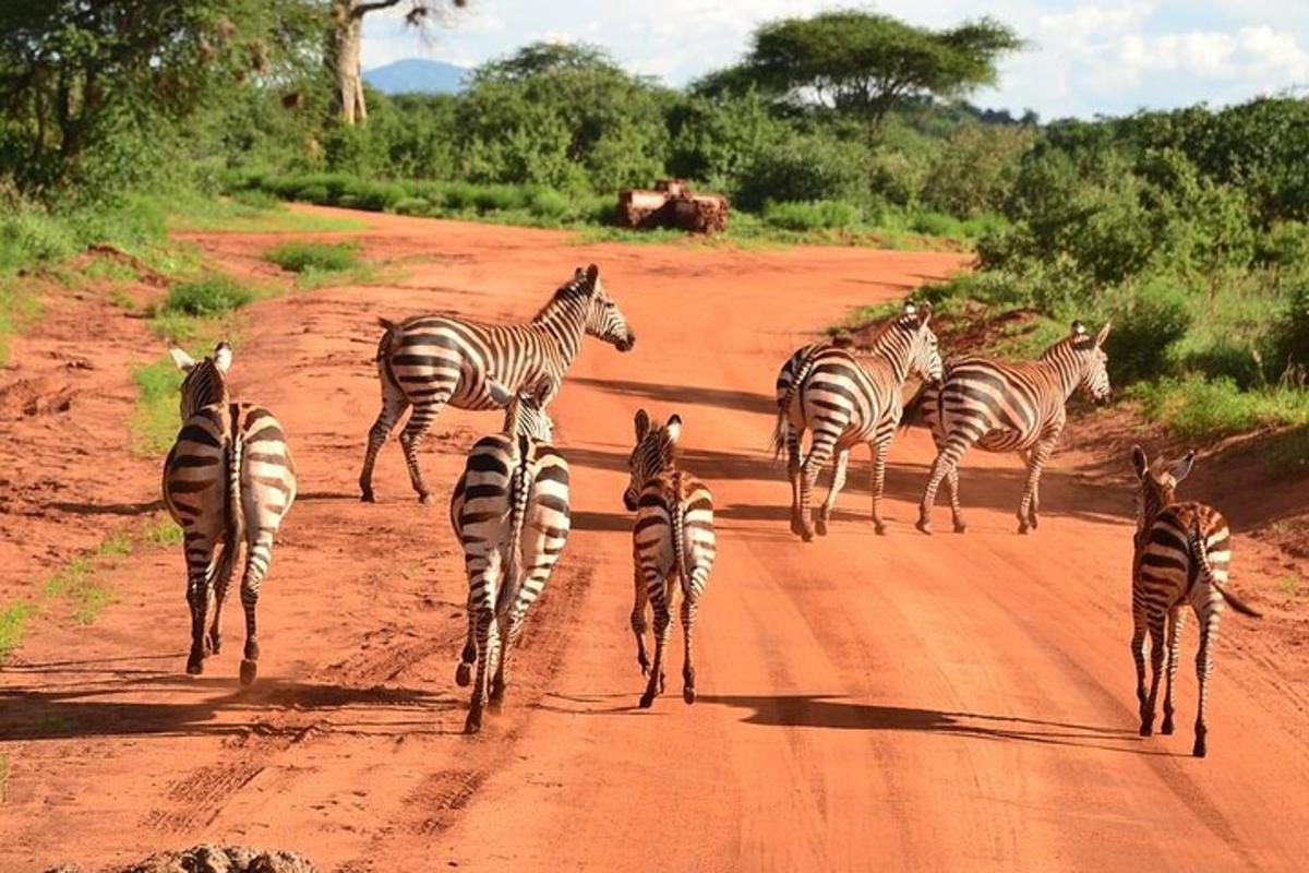 een kudde zebra's die een onverharde weg oversteken