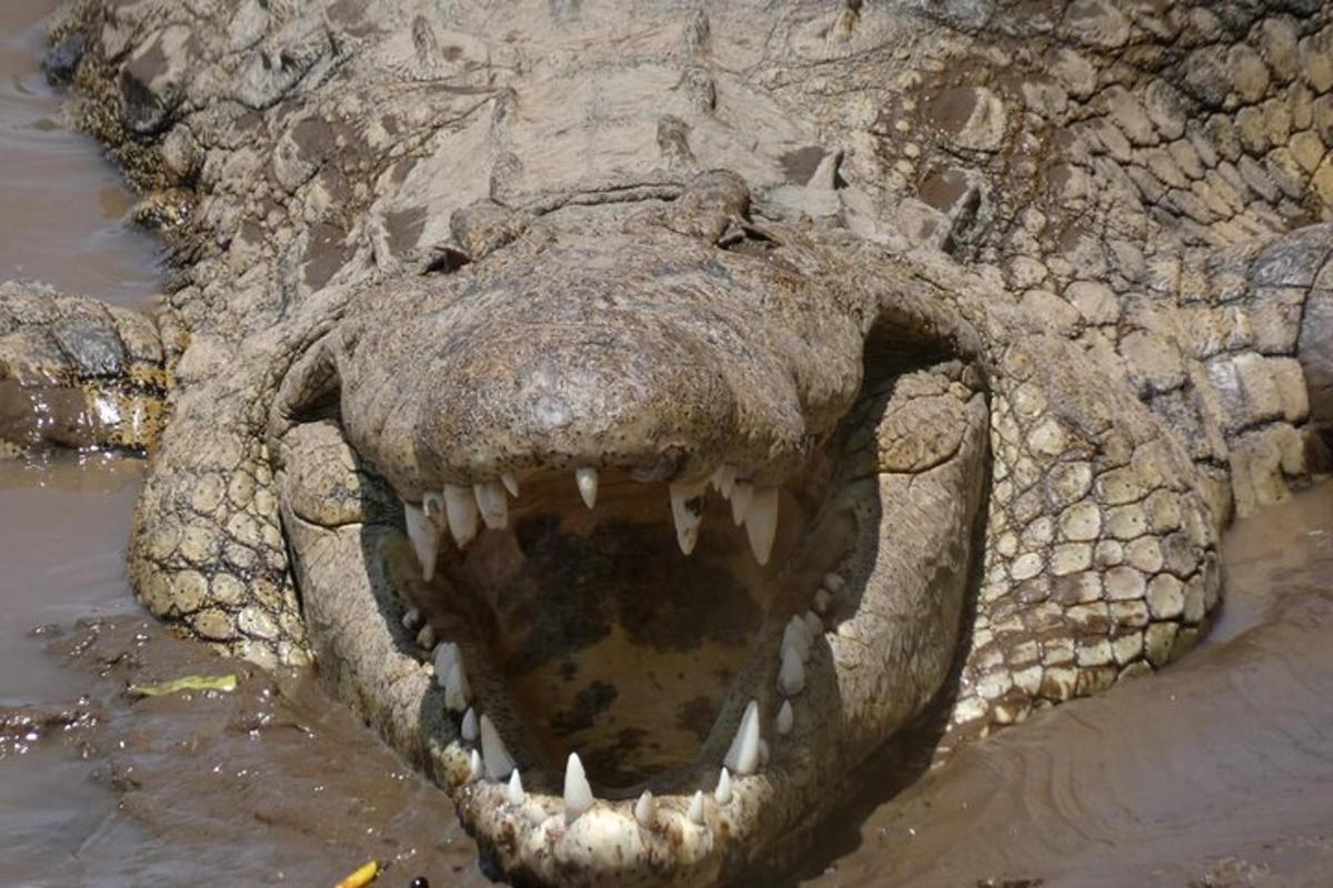 aligator z odprtimi usti v vodi