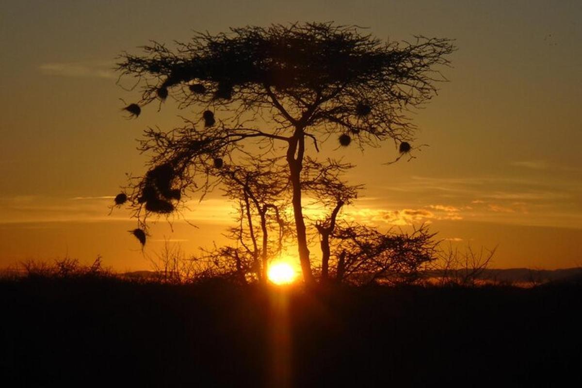 una silueta de un árbol con la puesta de sol al fondo