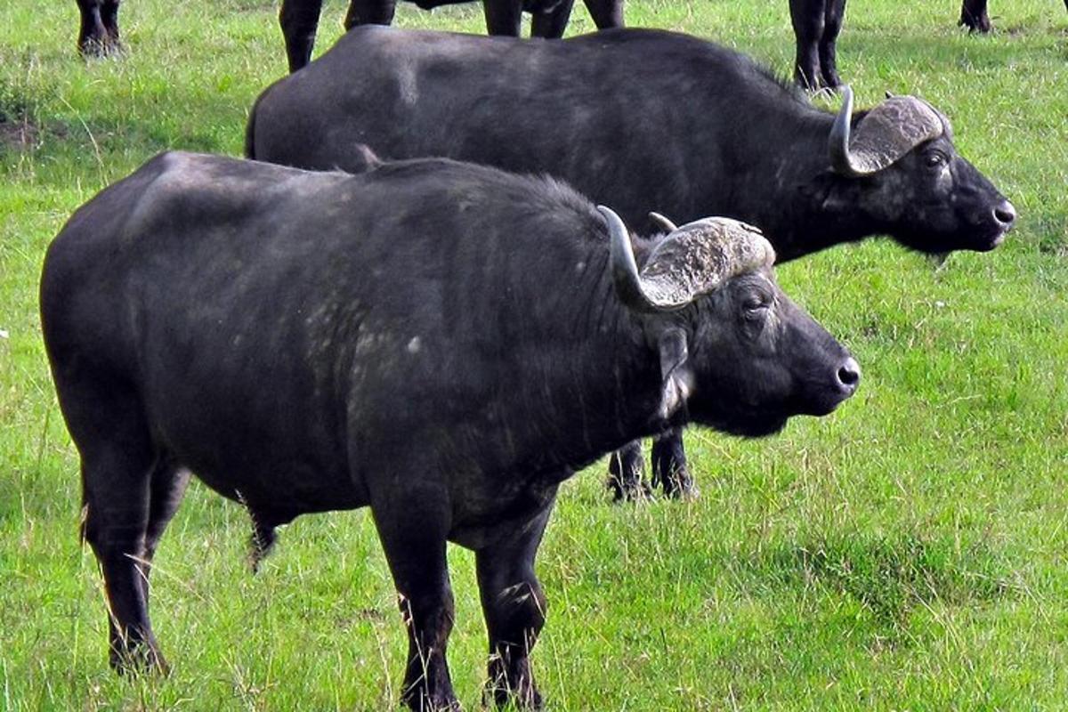 dua sapi hitam berdiri di ladang rumput
