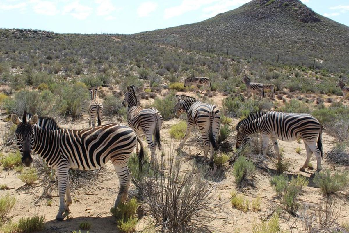 uma manada de zebras em um campo