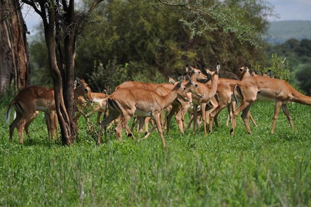 a herd of gazelle running in a field