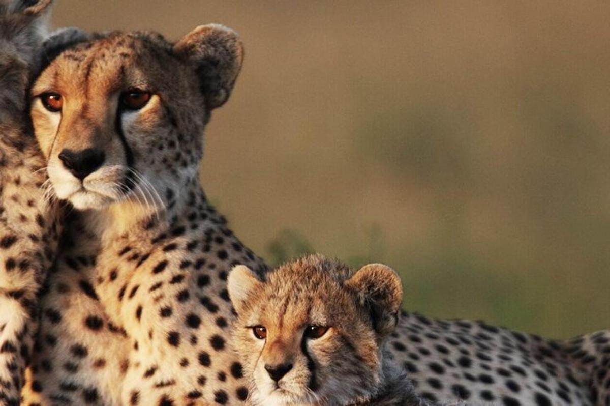 a mother cheetah and her cub sitting next to each other