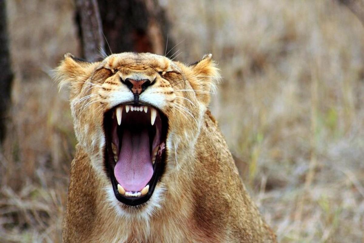 a lion with its mouth open and its tongue