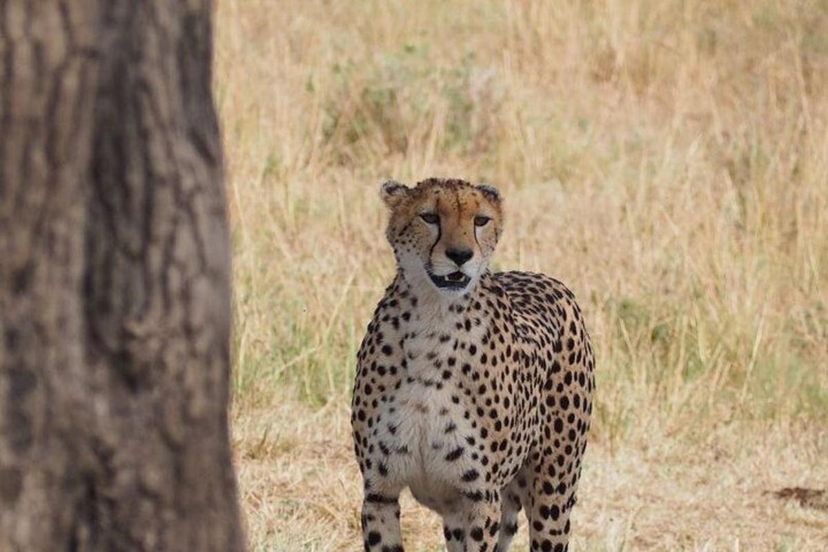 seekor cheetah berdiri di rumput di sebelah pokok