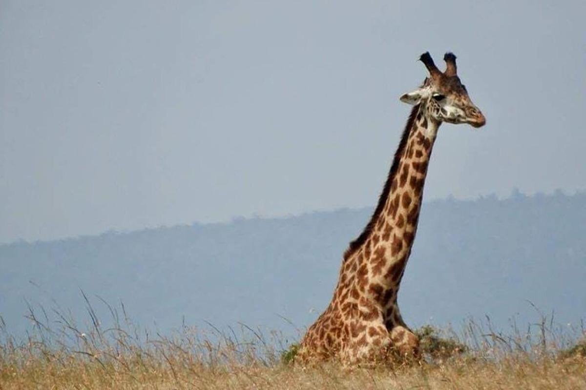 una giraffa seduta in un campo di erba alta