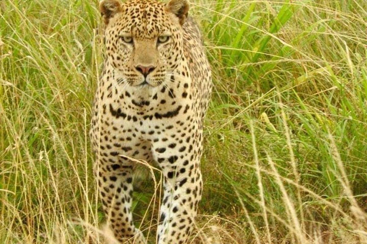 un leopardo in piedi in un campo di erba alta