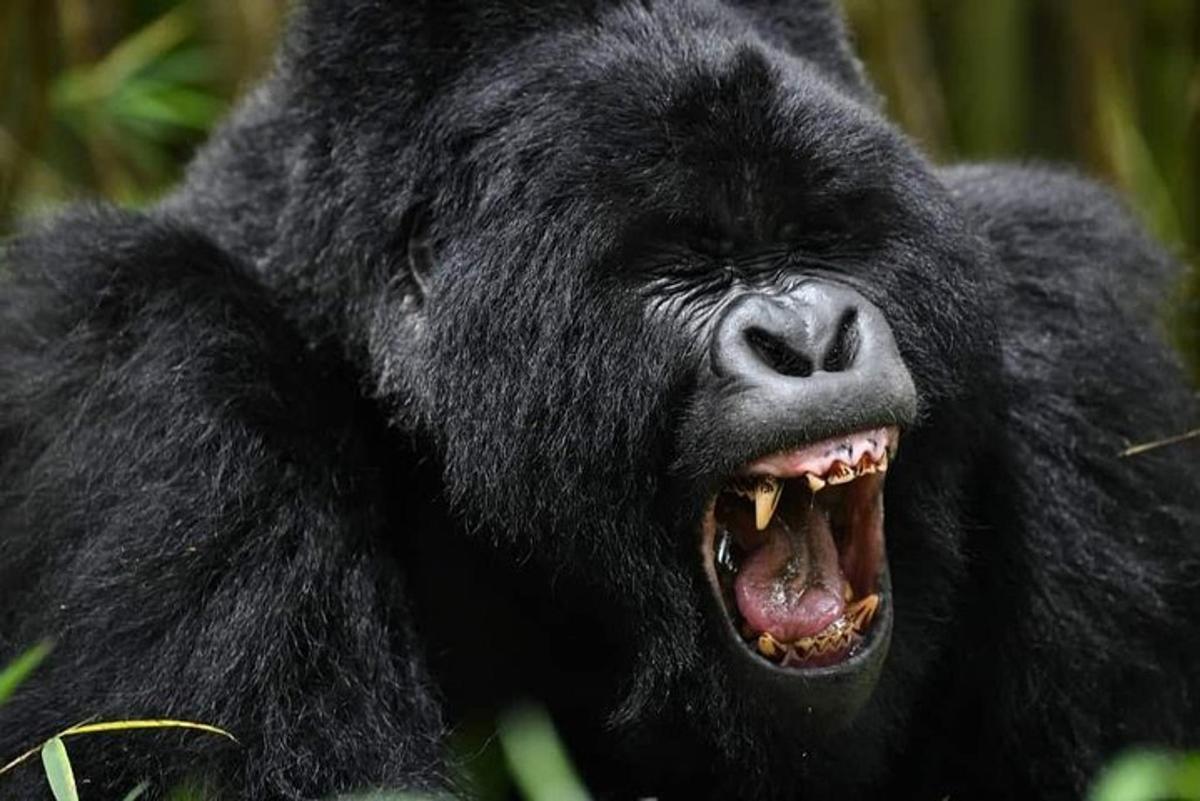 un primo piano di un gorilla con la bocca aperta