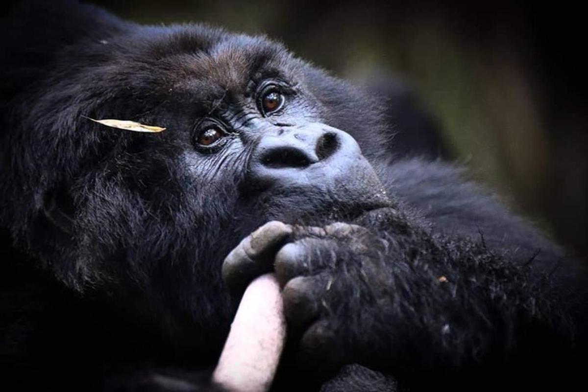 un gorilla che tiene una banana in bocca
