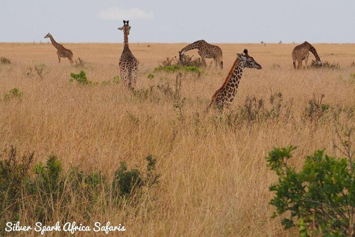 um grupo de girafas em pé em um campo