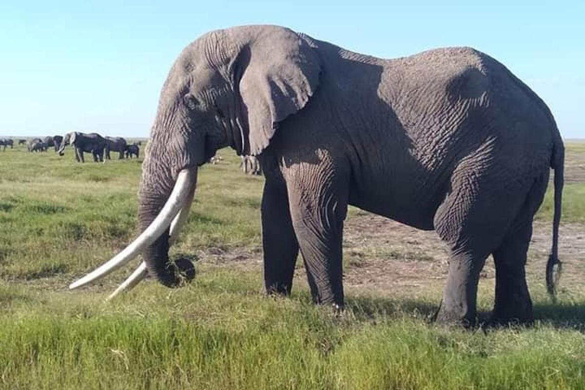 um elefante parado em um campo de grama