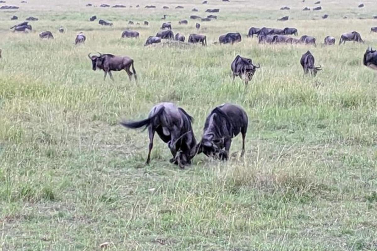 um rebanho de animais pastando em um campo de grama