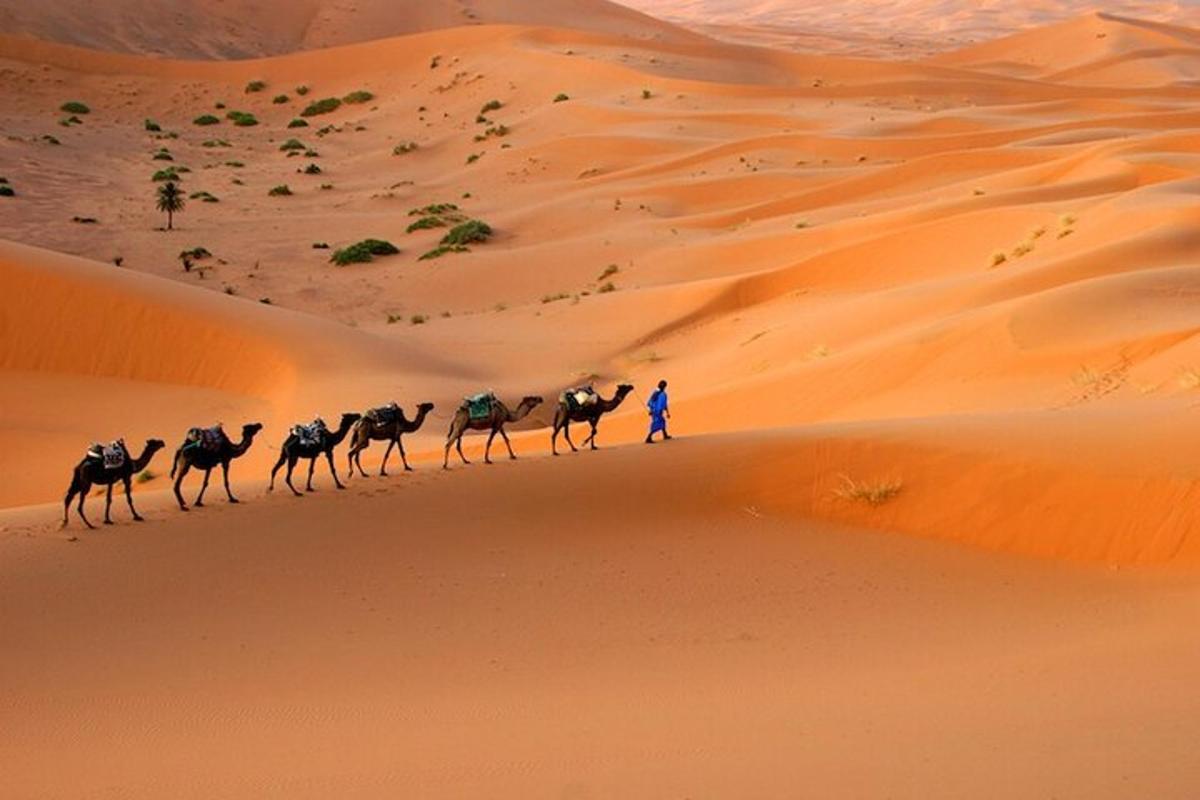 un grup de camells caminant pel desert