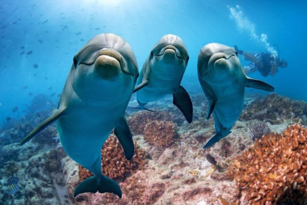 un gruppo di tre delfini che nuotano nell'oceano