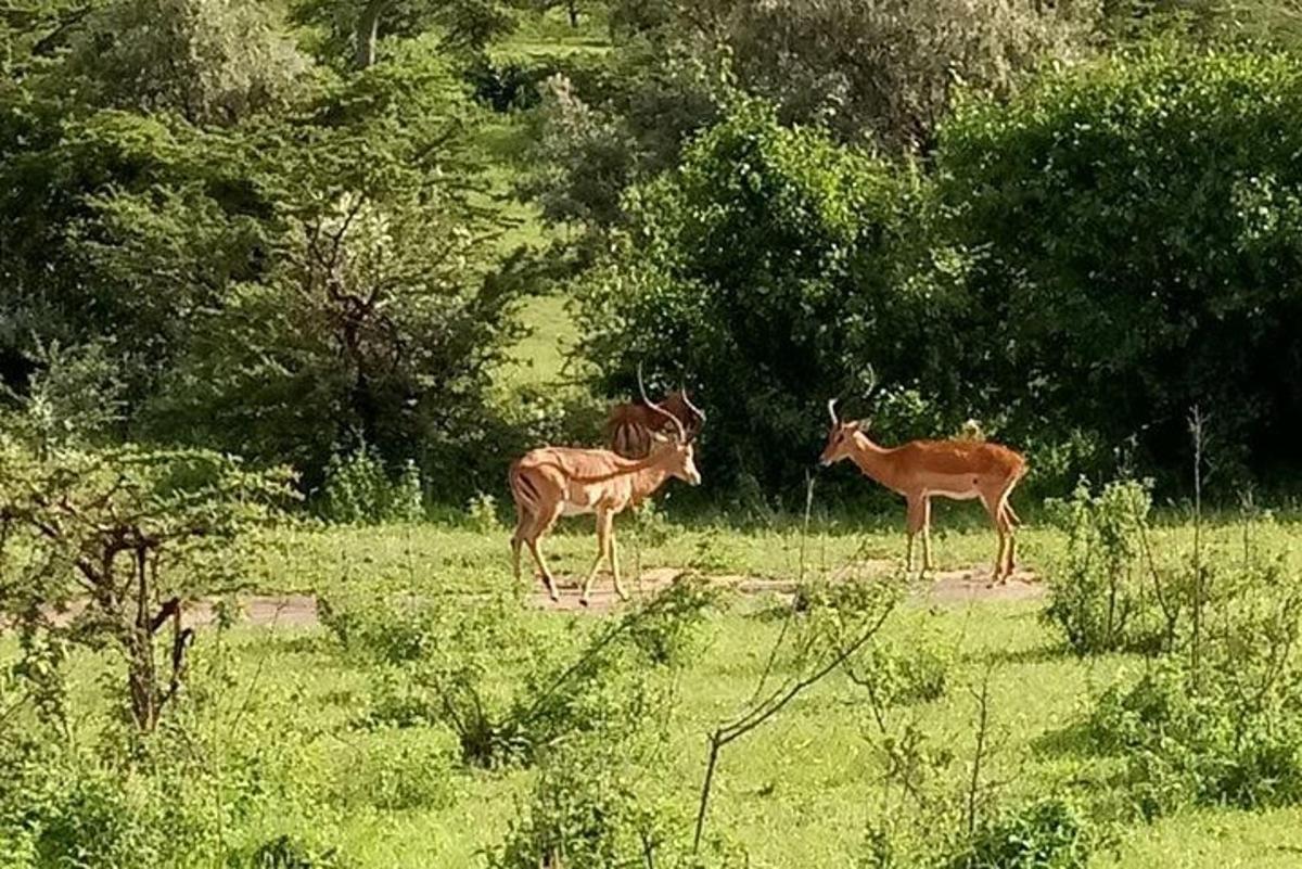 Dos antílopes de pie en un campo de hierba