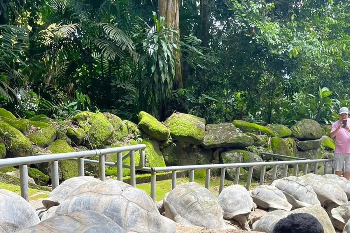 a person taking a picture of a turtle in a zoo