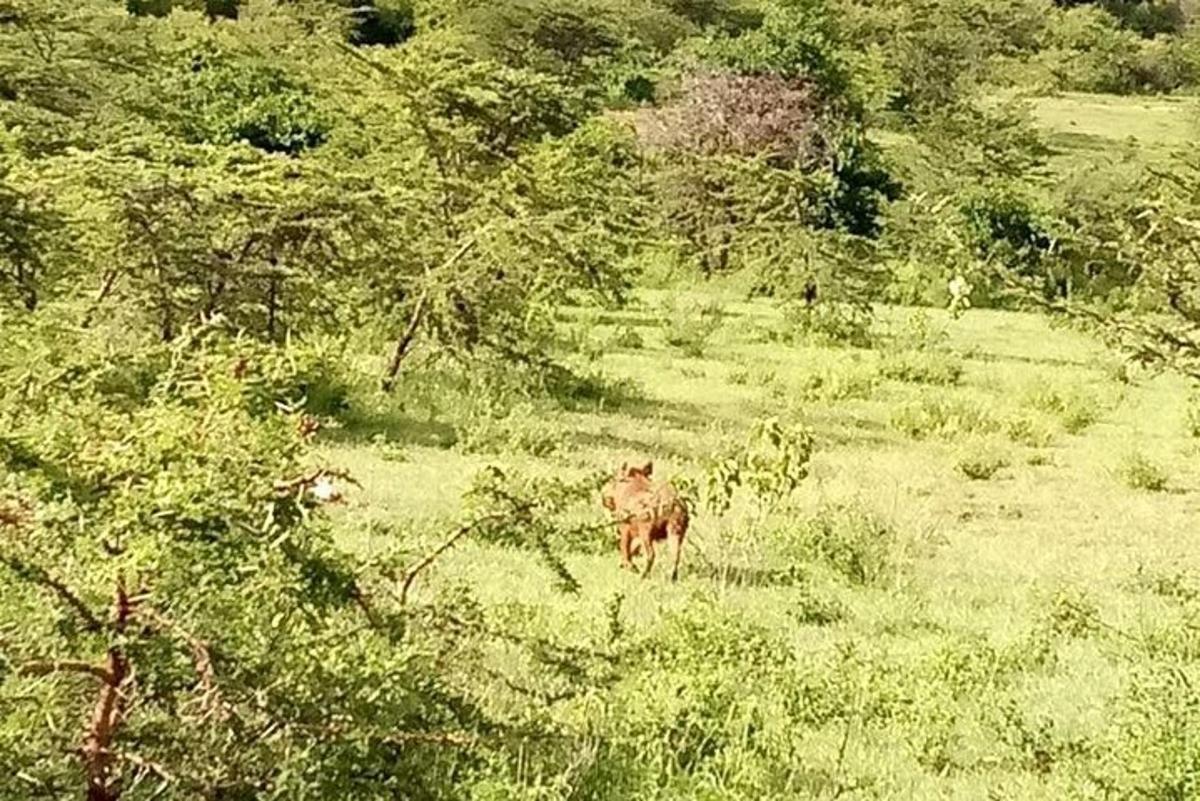 una vaca caminando por un campo de hierba